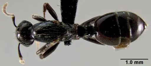 Crematogaster agnetis specimen CASENT0112155 image casent0112155_1