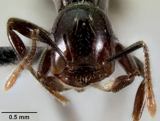 Crematogaster agnetis specimen CASENT0112155 image casent0112155_2