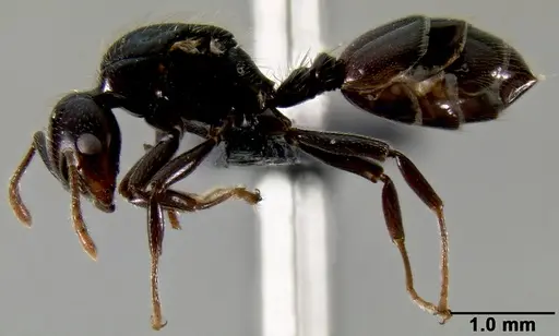 Crematogaster agnetis specimen CASENT0112155 image casent0112155_3