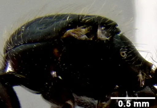 Crematogaster agnetis specimen CASENT0112155 image casent0112155_4
