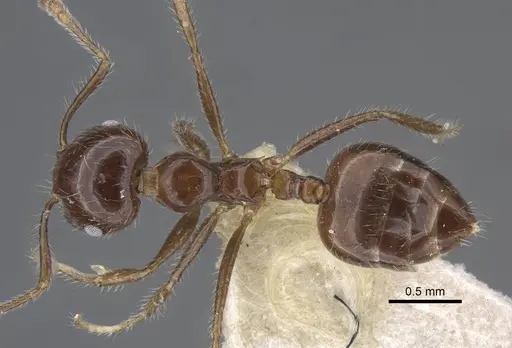 Crematogaster agniae specimen CASENT0916978 image casent0916978_1
