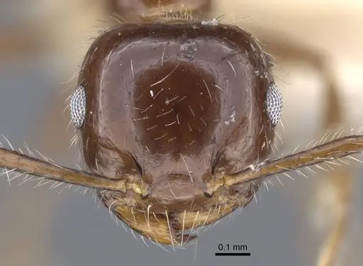 Crematogaster agniae specimen CASENT0916978 image casent0916978_2