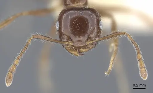 Crematogaster agniae specimen CASENT0916978 image casent0916978_3