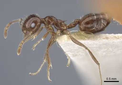 Crematogaster agniae specimen CASENT0916978 image casent0916978_4