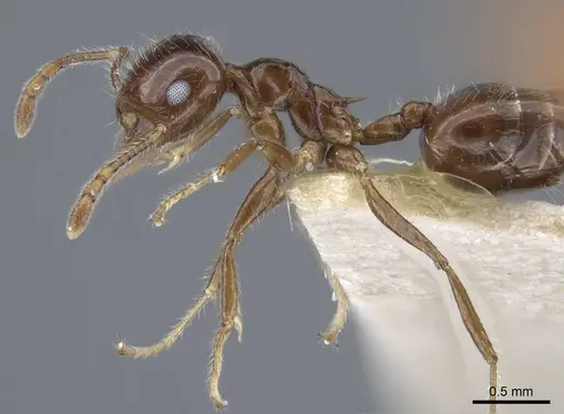 Crematogaster agniae specimen CASENT0916978 image casent0916978_5