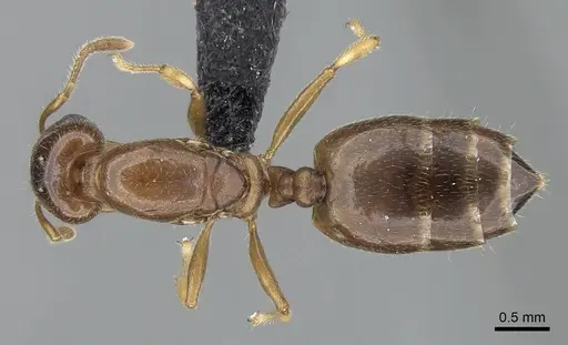 Crematogaster alafara specimen CASENT0050441 image casent0050441_1