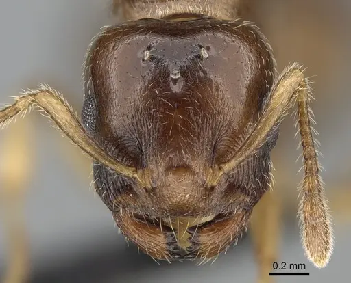 Crematogaster alafara specimen CASENT0050441 image casent0050441_2