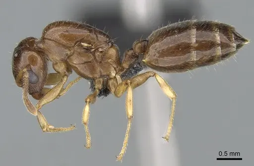 Crematogaster alafara specimen CASENT0050441 image casent0050441_3