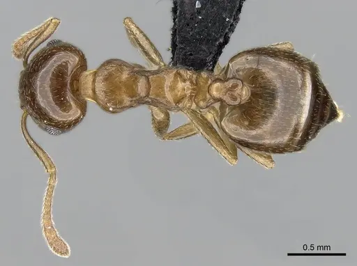 Crematogaster alafara specimen CASENT0492837 image casent0492837_1