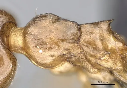 Crematogaster alafara specimen CASENT0492837 image casent0492837_2