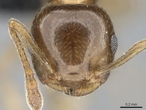 Crematogaster alafara specimen CASENT0492837 image casent0492837_3