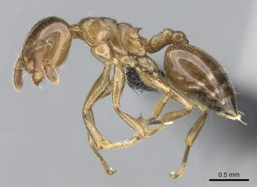 Crematogaster alafara specimen CASENT0492837 image casent0492837_4