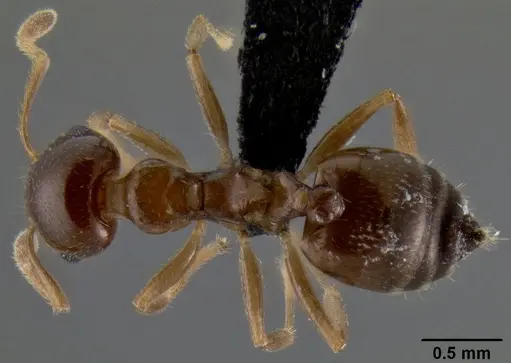 Crematogaster alafara specimen CASENT0492850 image casent0492850_1