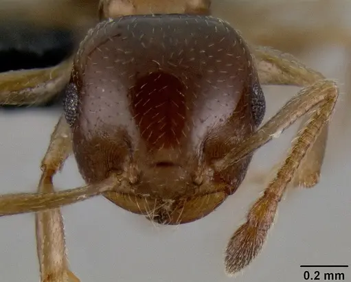 Crematogaster alafara specimen CASENT0492850 image casent0492850_2