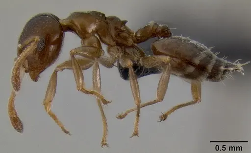 Crematogaster alafara specimen CASENT0492850 image casent0492850_3