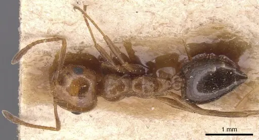 Crematogaster alluaudi specimen CASENT0904503 image casent0904503_1