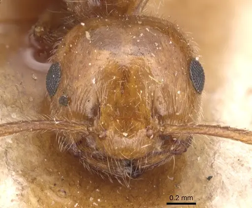 Crematogaster alluaudi specimen CASENT0904503 image casent0904503_2
