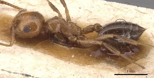 Crematogaster alluaudi specimen CASENT0904503 image casent0904503_3