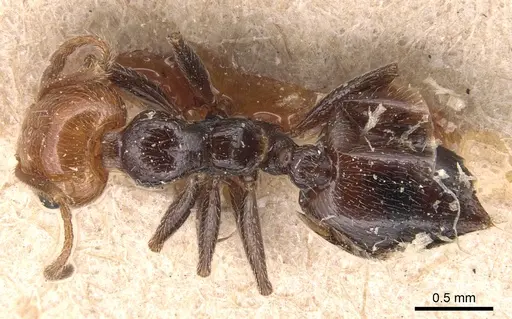 Crematogaster alluaudi specimen CASENT0904504 image casent0904504_1
