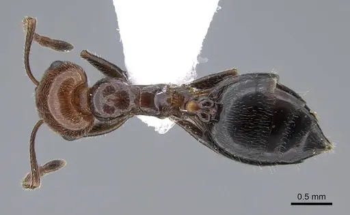 Crematogaster alluaudi specimen CASENT0914827 image casent0914827_1