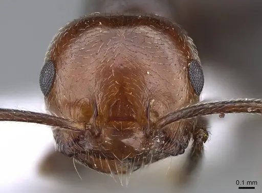 Crematogaster alluaudi specimen CASENT0914827 image casent0914827_2