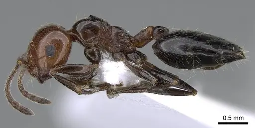 Crematogaster alluaudi specimen CASENT0914827 image casent0914827_3