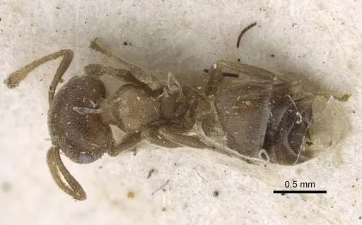 Crematogaster aloysiisabaudiae specimen CASENT0916983 image casent0916983_1