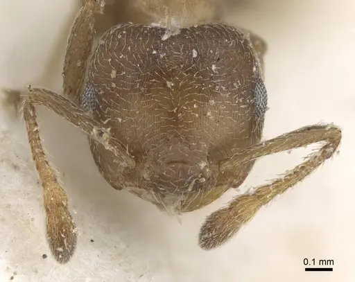 Crematogaster aloysiisabaudiae specimen CASENT0916983 image casent0916983_2