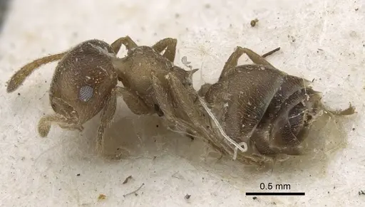 Crematogaster aloysiisabaudiae specimen CASENT0916983 image casent0916983_3