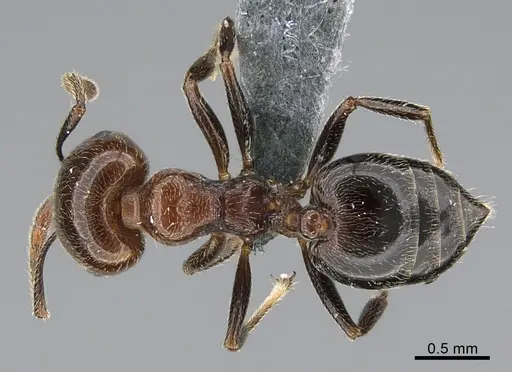 Crematogaster alulai specimen CASENT0824841 image casent0824841_1