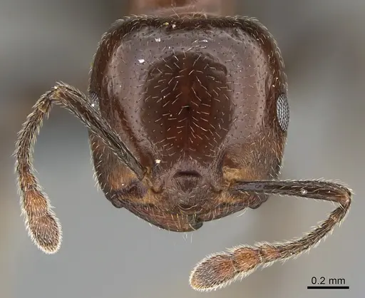 Crematogaster alulai specimen CASENT0824841 image casent0824841_2