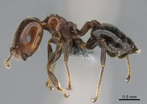 Crematogaster alulai specimen CASENT0824841 image casent0824841_3