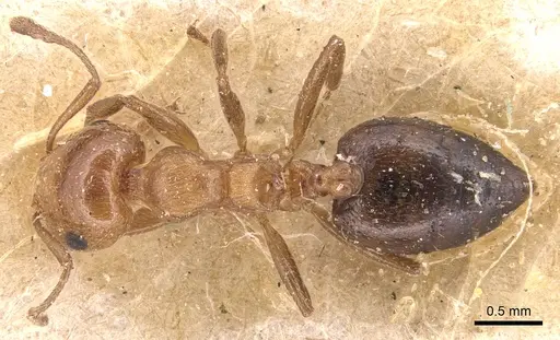 Crematogaster alulai specimen CASENT0904514 image casent0904514_1