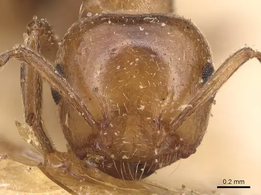 Crematogaster alulai specimen CASENT0904514 image casent0904514_2