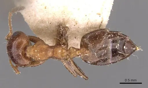 Crematogaster alulai specimen CASENT0908496 image casent0908496_1