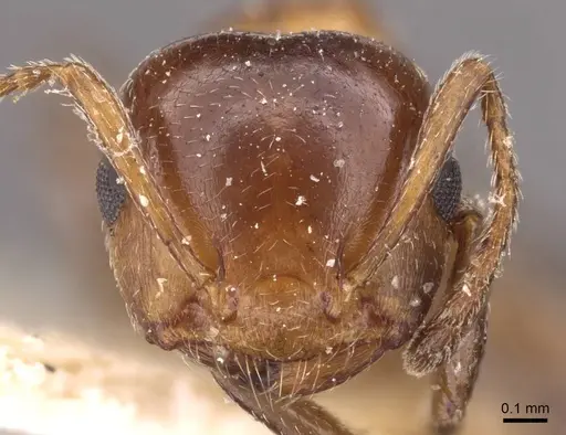 Crematogaster alulai specimen CASENT0908496 image casent0908496_2