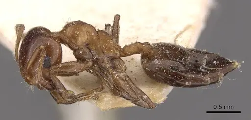 Crematogaster alulai specimen CASENT0908496 image casent0908496_3
