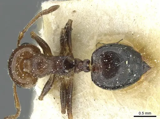 Crematogaster alulai specimen CASENT0912637 image casent0912637_1