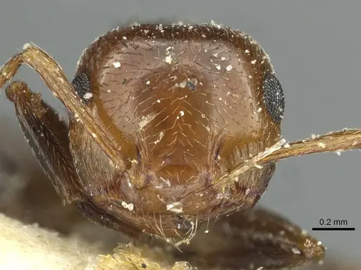Crematogaster alulai specimen CASENT0912637 image casent0912637_2