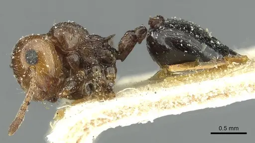 Crematogaster alulai specimen CASENT0912637 image casent0912637_3
