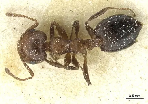 Crematogaster alulai specimen CASENT0912638 image casent0912638_1