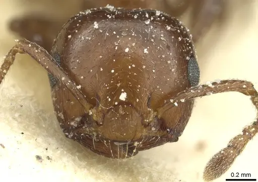 Crematogaster alulai specimen CASENT0912638 image casent0912638_2