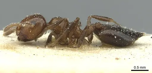 Crematogaster alulai specimen CASENT0912638 image casent0912638_3