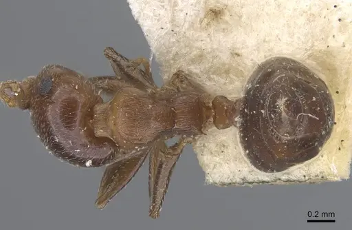 Crematogaster alulai specimen CASENT0916981 image casent0916981_1