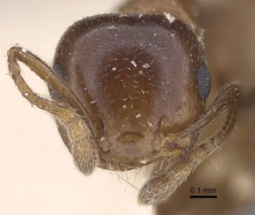 Crematogaster alulai specimen CASENT0916981 image casent0916981_2
