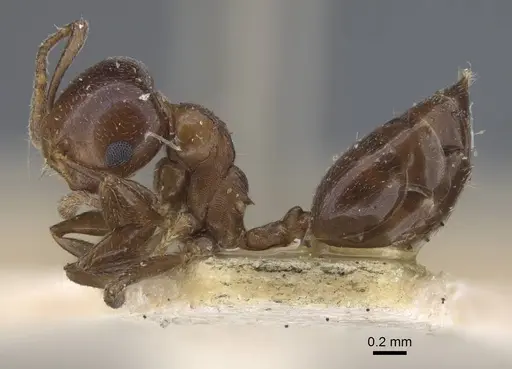 Crematogaster alulai specimen CASENT0916981 image casent0916981_3