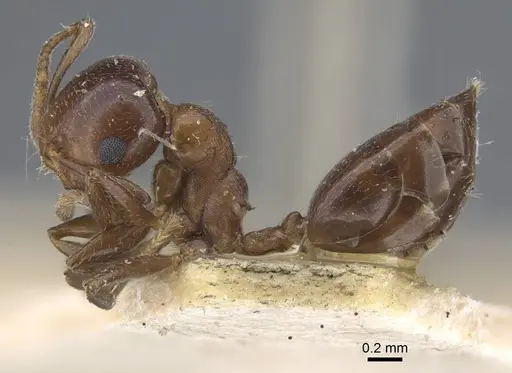 Crematogaster alulai specimen CASENT0916981 image casent0916981_4