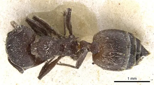 Crematogaster amabilis specimen CASENT0902078 image casent0902078_1