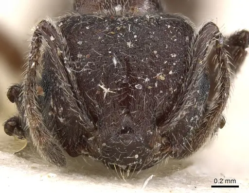 Crematogaster amabilis specimen CASENT0902078 image casent0902078_2