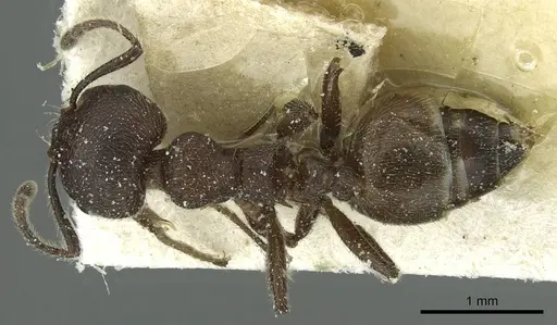 Crematogaster amabilis specimen CASENT0912639 image casent0912639_1